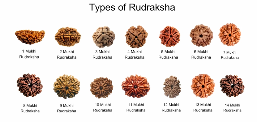 types of rudraksha